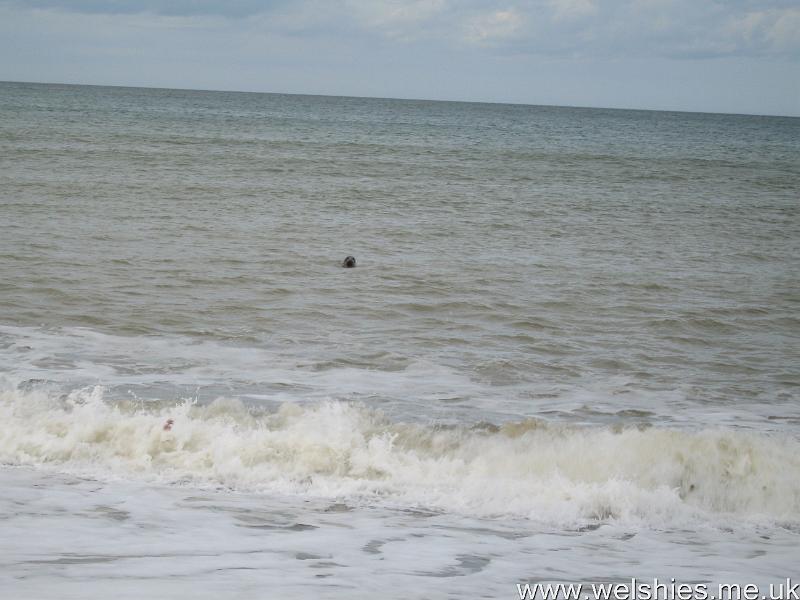 2011-09-07 07.JPG - Mr Seal come to visit us again